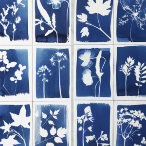 KIT COMPLET DE CREATION POUR FAIRE DES CYANOTYPES À LA MAISON PAR BOTANOPIA