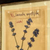 PLANCHE D'HERBIER "TAVOLA 506 LAVANDULA ANGUSTIFOLIA" - OFFICINA NATURALIS