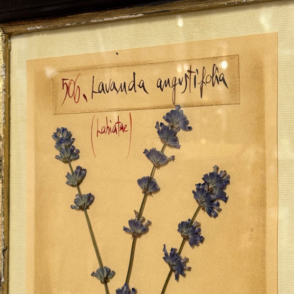 PLANCHE D'HERBIER "TAVOLA 506 LAVANDULA ANGUSTIFOLIA" - OFFICINA NATURALIS