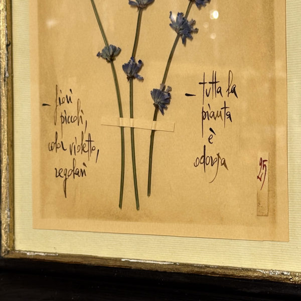 PLANCHE D'HERBIER "TAVOLA 506 LAVANDULA ANGUSTIFOLIA" - OFFICINA NATURALIS