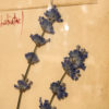 PLANCHE D'HERBIER "TAVOLA 506 LAVANDULA ANGUSTIFOLIA" - OFFICINA NATURALIS