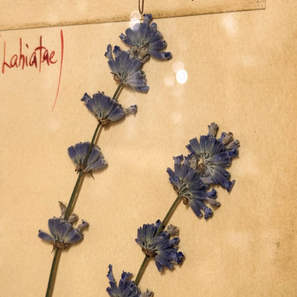 PLANCHE D'HERBIER "TAVOLA 506 LAVANDULA ANGUSTIFOLIA" - OFFICINA NATURALIS
