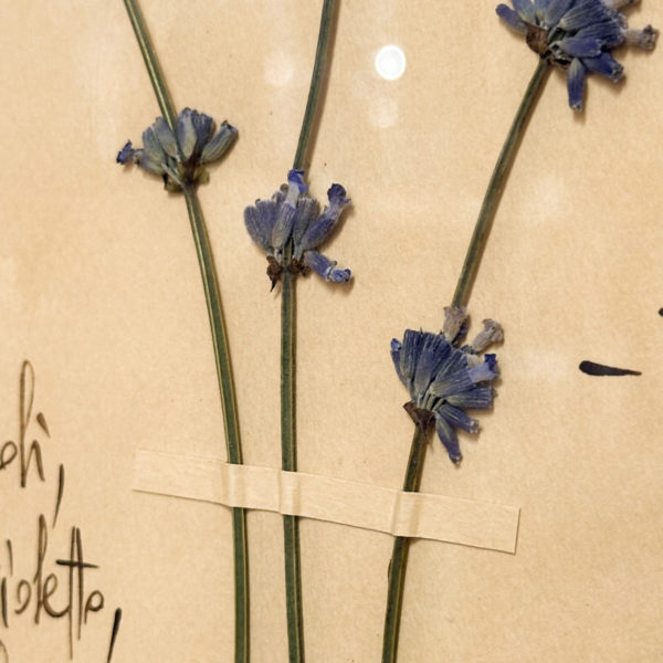PLANCHE D'HERBIER "TAVOLA 506 LAVANDULA ANGUSTIFOLIA" - OFFICINA NATURALIS