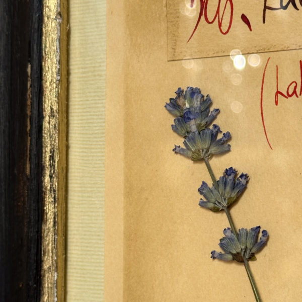 PLANCHE D'HERBIER "TAVOLA 506 LAVANDULA ANGUSTIFOLIA" - OFFICINA NATURALIS