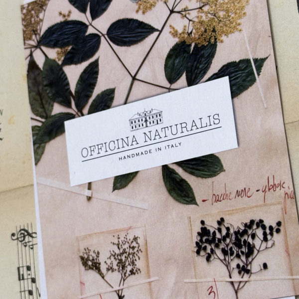 PLANCHE D'HERBIER "TAVOLA 506 LAVANDULA ANGUSTIFOLIA" - OFFICINA NATURALIS