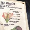 TABLEAU MURAL EN COTON "FAMILLE DES SOLANÉES" - CHEHOMA