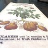 TABLEAU MURAL EN COTON "FAMILLE DES SOLANÉES" - CHEHOMA