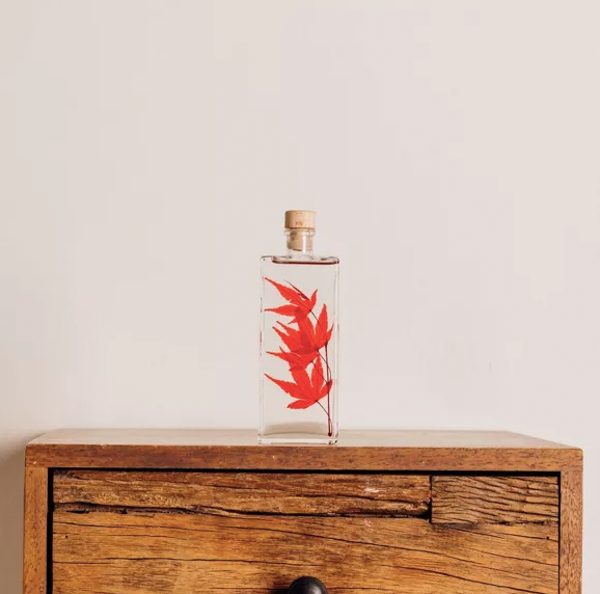 "ERABLE ROUGE" PLANTE IMMERGÉE 17 CM - L'HERBARIUM DE THÉOPHILE