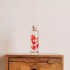 "ERABLE ROUGE" PLANTE IMMERGÉE 21 CM - L'HERBARIUM DE THÉOPHILE