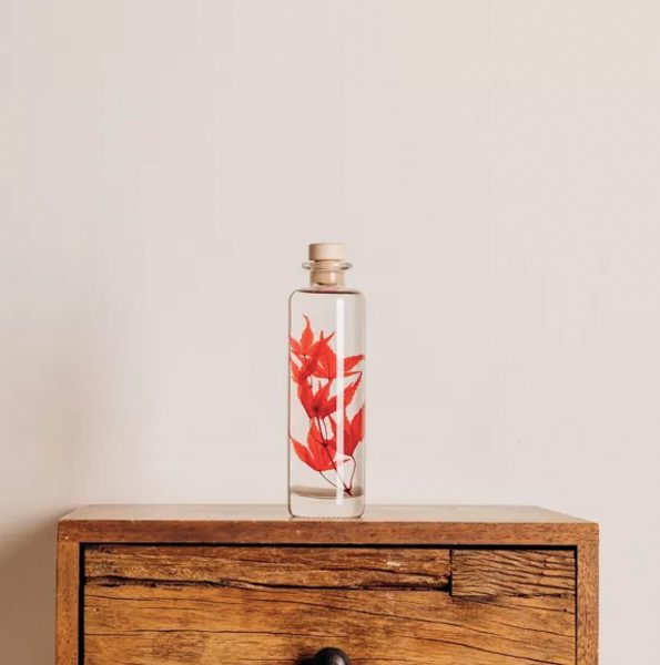 "ERABLE ROUGE" PLANTE IMMERGÉE 21 CM - L'HERBARIUM DE THÉOPHILE
