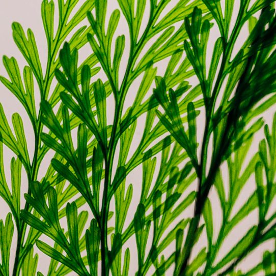 "TABALIA VERTE" FOUGÈRE IMMERGÉE 21 CM - L'HERBARIUM DE THÉOPHILE