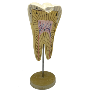 MODÈLE ANATOMIQUE D'UNE DENT - DOCTEUR AUZOUX - V0225