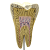 MODÈLE ANATOMIQUE D'UNE DENT - DOCTEUR AUZOUX - V0224