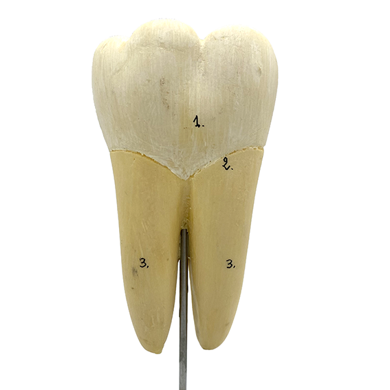 MODÈLE ANATOMIQUE D'UNE DENT - DOCTEUR AUZOUX - V0225