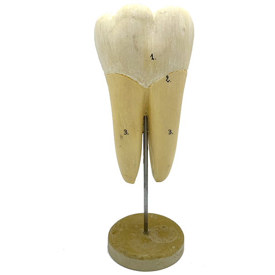 MODÈLE ANATOMIQUE D'UNE DENT - DOCTEUR AUZOUX - V0224