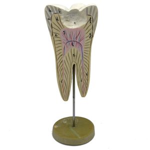 MODÈLE ANATOMIQUE D'UNE DENT - DOCTEUR AUZOUX - V0226