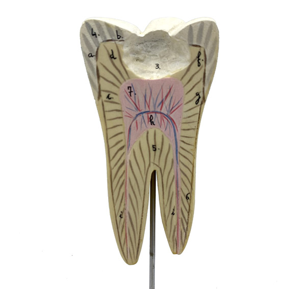 MODÈLE ANATOMIQUE D'UNE DENT - DOCTEUR AUZOUX - V0226