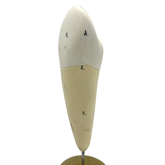 MODÈLE ANATOMIQUE D'UNE DENT - DOCTEUR AUZOUX - V0227