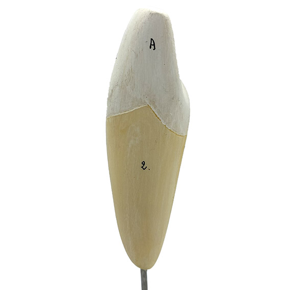 MODÈLE ANATOMIQUE D'UNE DENT - DOCTEUR AUZOUX - V0228