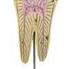 MODÈLE ANATOMIQUE D'UNE DENT - DOCTEUR AUZOUX - V0222