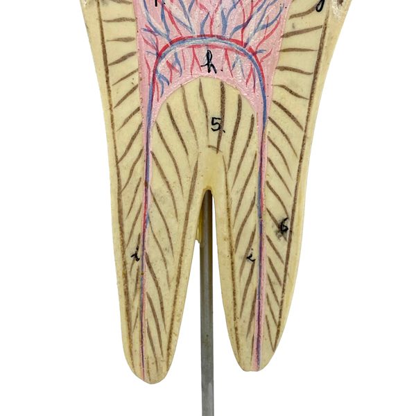MODÈLE ANATOMIQUE D'UNE DENT - DOCTEUR AUZOUX - V0222