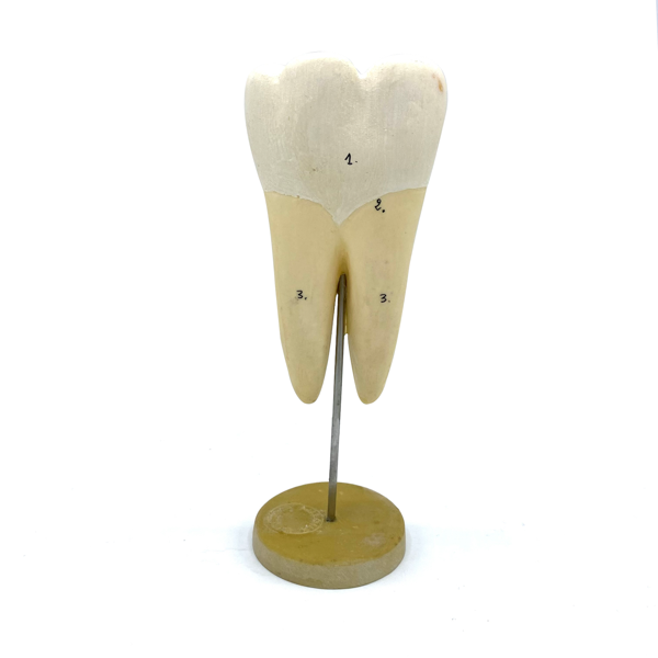 MODÈLE ANATOMIQUE D'UNE DENT - DOCTEUR AUZOUX - V0222
