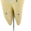 MODÈLE ANATOMIQUE D'UNE DENT - DOCTEUR AUZOUX - V0222
