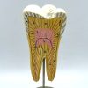 MODÈLE ANATOMIQUE D'UNE DENT - DOCTEUR AUZOUX - V0223