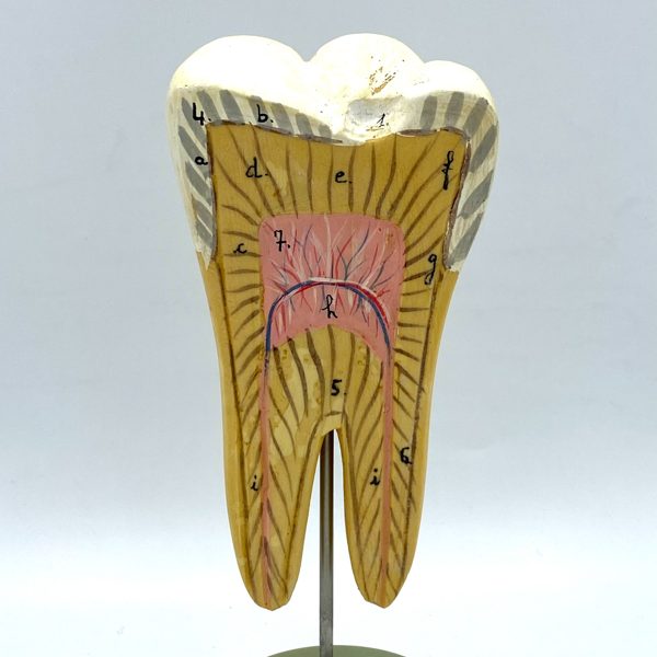 MODÈLE ANATOMIQUE D'UNE DENT - DOCTEUR AUZOUX - V0223
