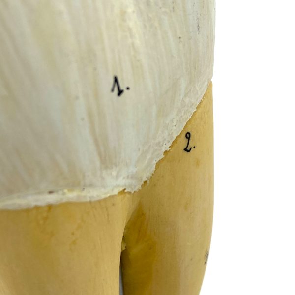 MODÈLE ANATOMIQUE D'UNE DENT - DOCTEUR AUZOUX - V0223
